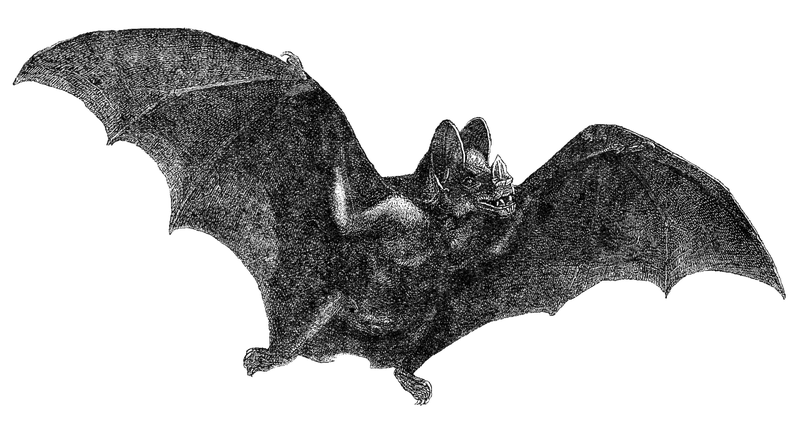 Speaking of Kooky- Look at the face on that vampire bat. Seriously. He’s like a Schnauzer or Cocker Spaniel or something.